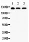 Anti-SIRT1 Picoband Antibody