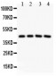 Anti-SIRT3 Picoband Antibody