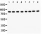 Anti-B Raf Picoband Antibody