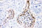 Anti-Caveolin-1 Picoband Antibody