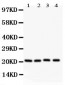 Anti-Caveolin-1 Picoband Antibody