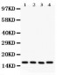 Anti-Caveolin-2 Picoband Antibody