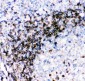 Anti-CD79a Picoband Antibody