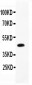 Anti-CD79a Picoband Antibody