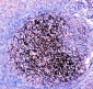 Anti-CD82 Picoband Antibody