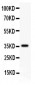 Anti-CD82 Picoband Antibody