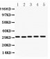 Anti-CD82 Picoband Antibody