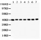 Anti-Decorin Picoband Antibody