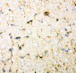 Anti-DHFR Picoband Antibody