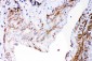 Anti-DHFR Picoband Antibody