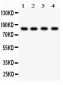 Anti-Furin Picoband Antibody