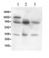 Anti-GAD67 Picoband Antibody