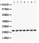 Anti-GST3/GST Pi Picoband Antibody