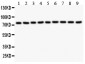 Anti-Gamma Catenin Picoband Antibody