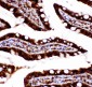 Anti-Caspase 3 Antibody