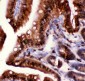 Anti-Caspase 3 Antibody