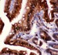 Anti-Caspase 3 Antibody