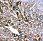 Anti-CYP2E1 Picoband Antibody