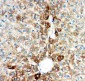 Anti-CYP2E1 Picoband Antibody