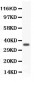 Anti-FOXM1 Picoband Antibody