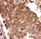 Anti-FOXO3A Picoband Antibody