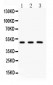 Anti-GATA3 Picoband Antibody