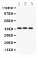 Anti-GATA5 Picoband Antibody