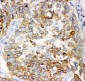 Anti-GCLC Picoband Antibody