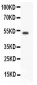 Anti-GFRA1 Picoband Antibody