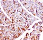 Anti-GPX1 Picoband Antibody