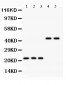Anti-GPX1 Picoband Antibody