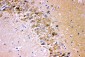 Anti-GRIA1 Picoband Antibody