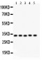 Anti-HO-1/HMOX1 Antibody