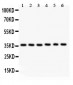 Anti-HMOX2 Picoband Antibody