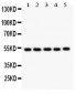 Anti-HNF-4-Alpha Picoband Antibody