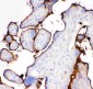 Anti-Haptoglobin Picoband Antibody