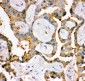 Anti-IRS1 Picoband Antibody