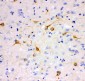 Anti-IP3 Receptor Picoband Antibody