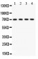 Anti-KCNMA1 Picoband Antibody