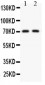 Anti-Kv4.2 Picoband Antibody