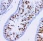 Anti-MCAK Picoband Antibody