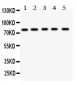 Anti-MCAK Picoband Antibody