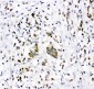 Anti-NR3C1 Picoband Antibody