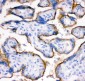 Anti-TFRC Picoband Antibody