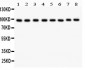 Anti-TFRC Picoband Antibody