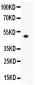 Anti-TJP1 Picoband Antibody