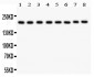 Anti-TJP1 Picoband Antibody