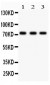 Anti-p73 Picoband Antibody