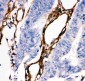 Anti-Hsp27 Picoband Antibody