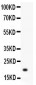 Anti-Hsp27 Picoband Antibody